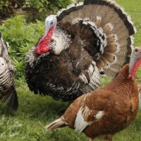 turkey breeds