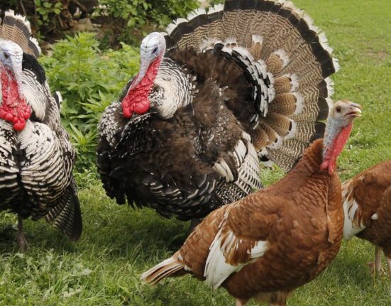 turkey breeds