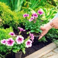 companion plants for petunias