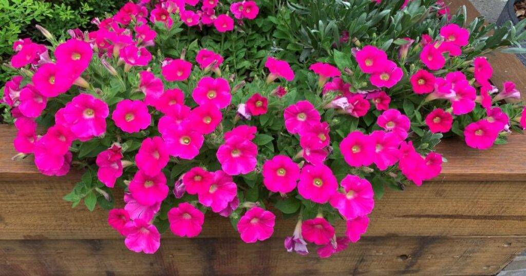 companion plants for petunias