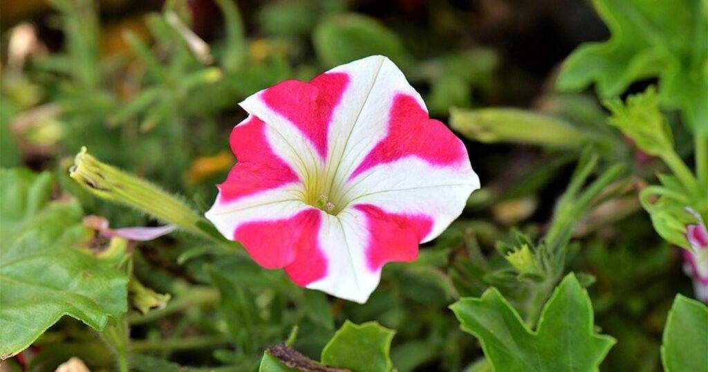 companion plants for petunias