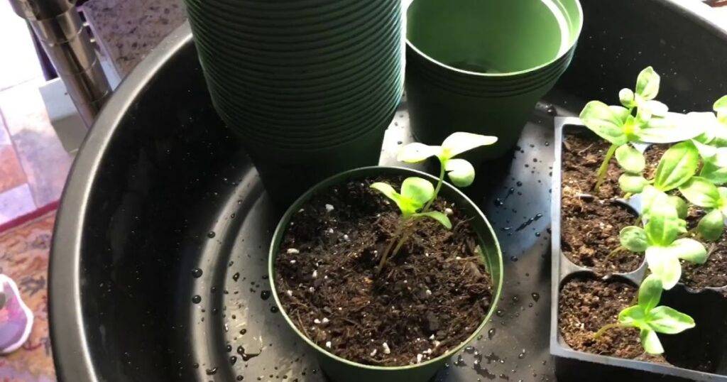 what size pot for zinnias