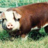 hereford pig