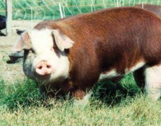 hereford pig