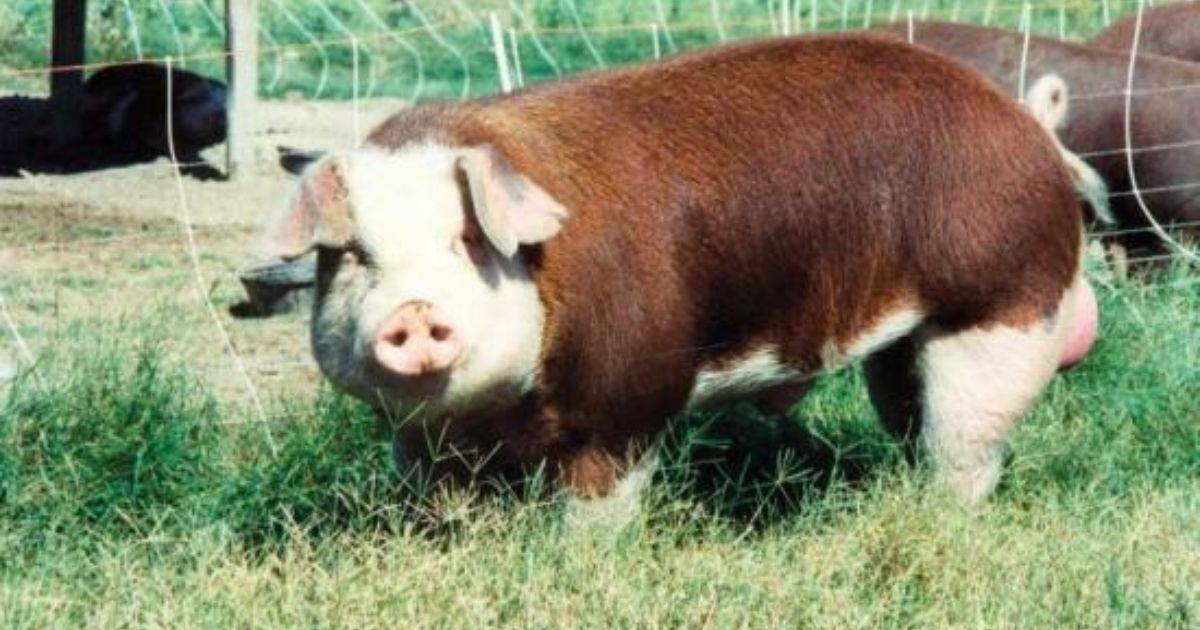 hereford pig
