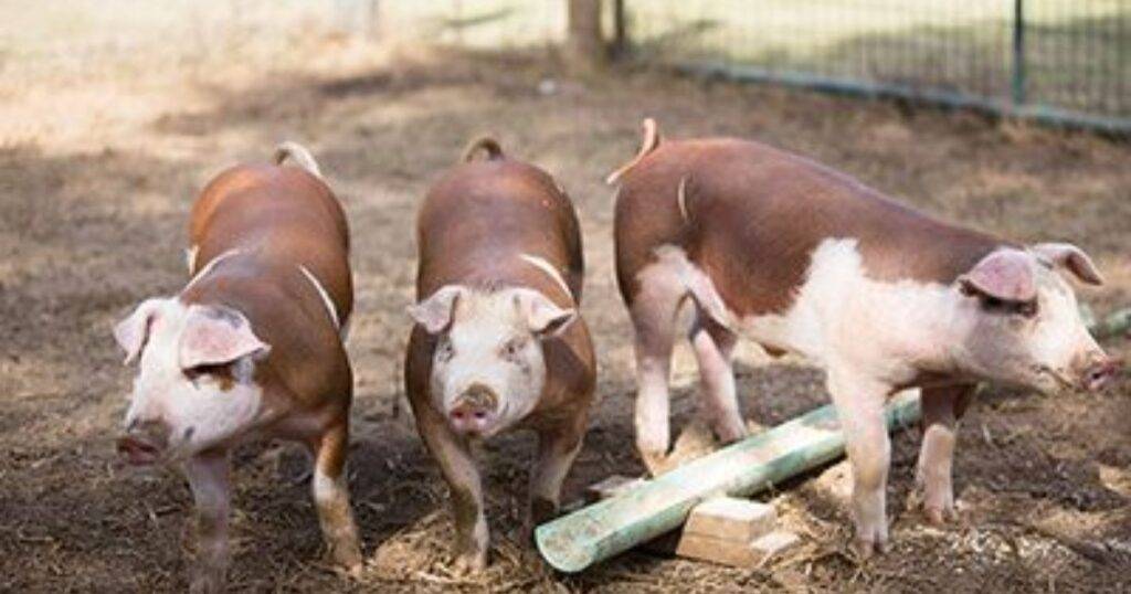 hereford pig