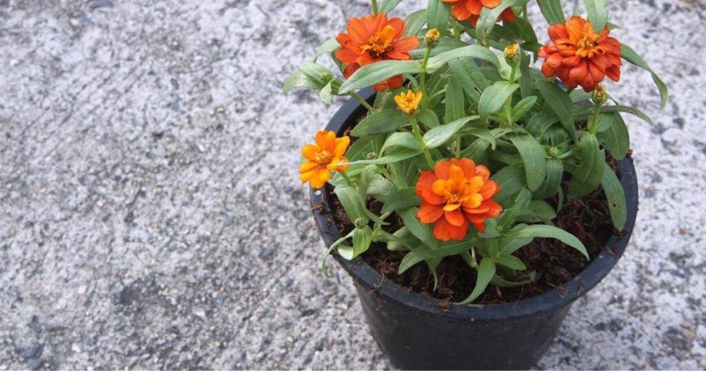what size pot for zinnias