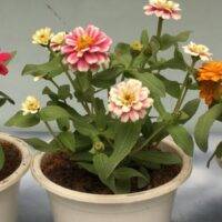 what size pot for zinnias
