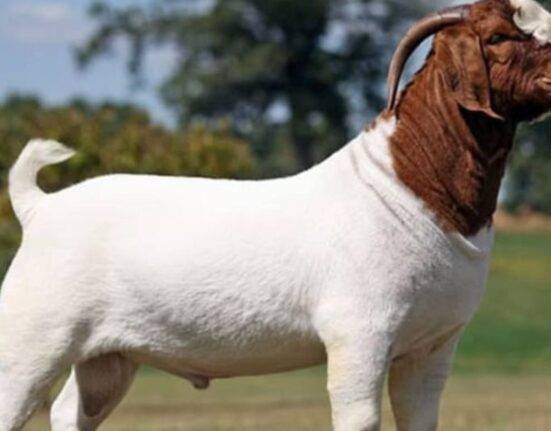 goat breeds