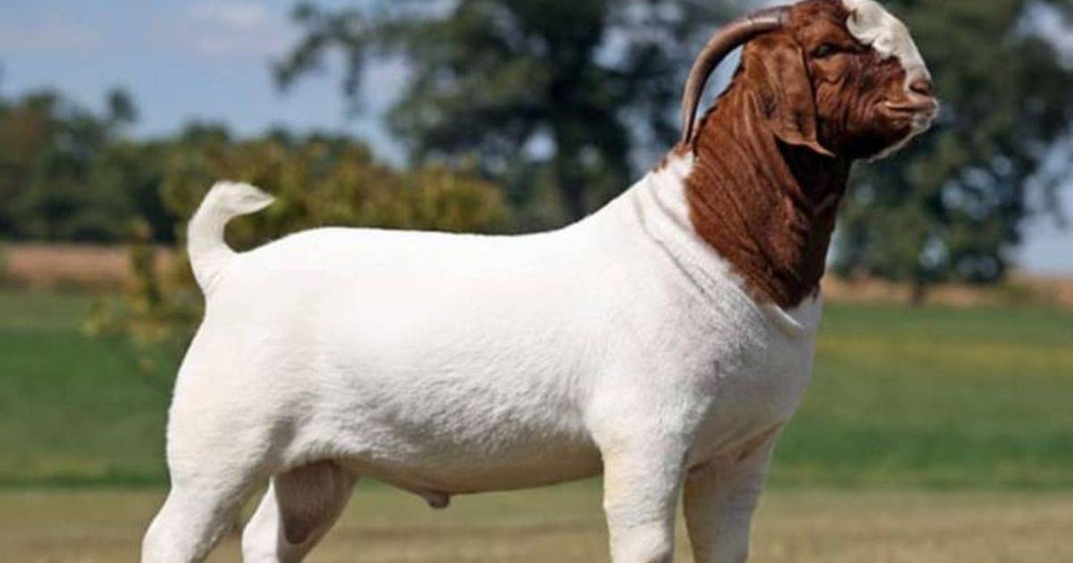 goat breeds