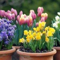 plants with bulbs list