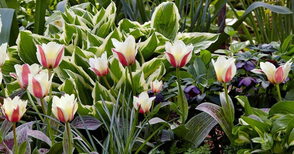 plants with bulbs list