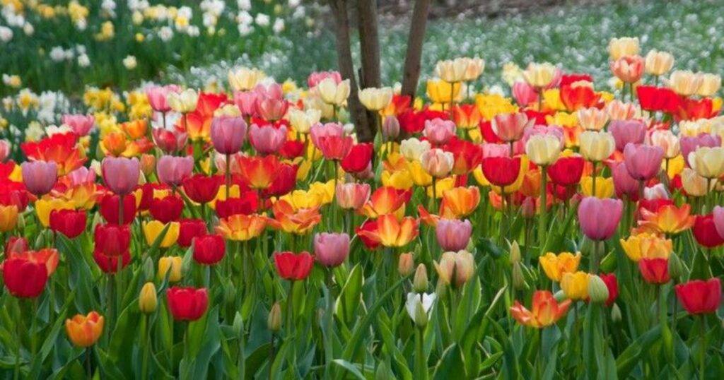 plants with bulbs list