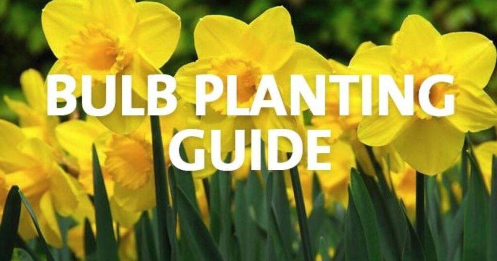 plants with bulbs list