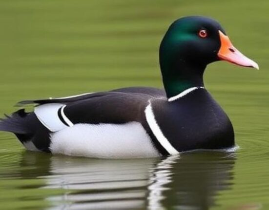 Welsh Harlequin Duck Uses and Benefits