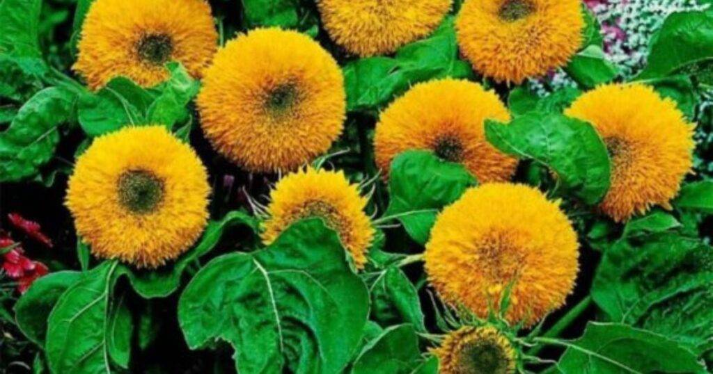 What Is the Giant Teddy Bear Sunflower