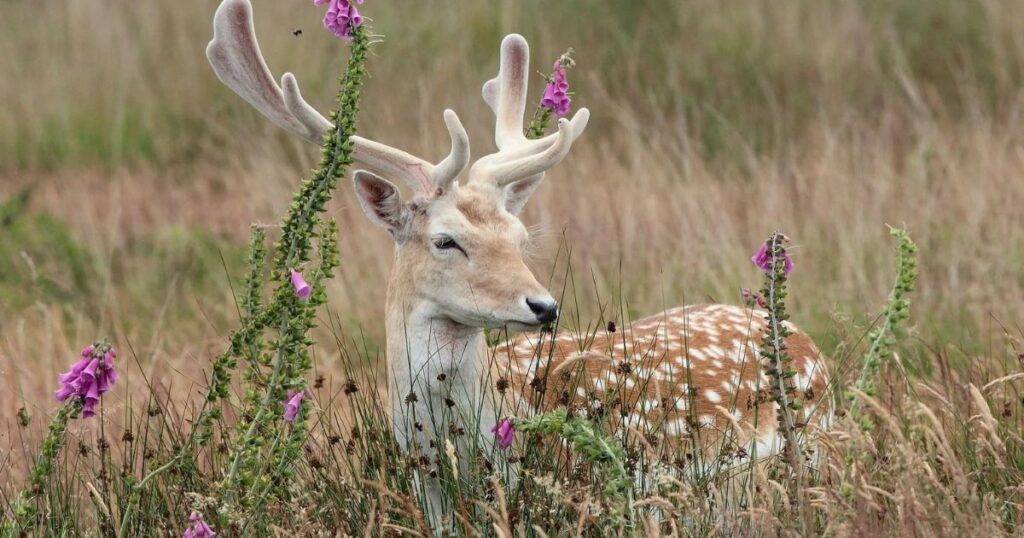 Why Deer Avoid Certain Plants
