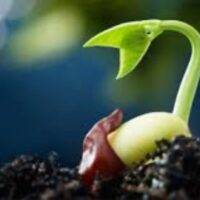 fast growing plants from seeds