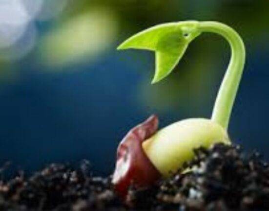 fast growing plants from seeds