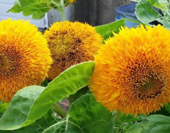 giant teddy bear sunflower colors