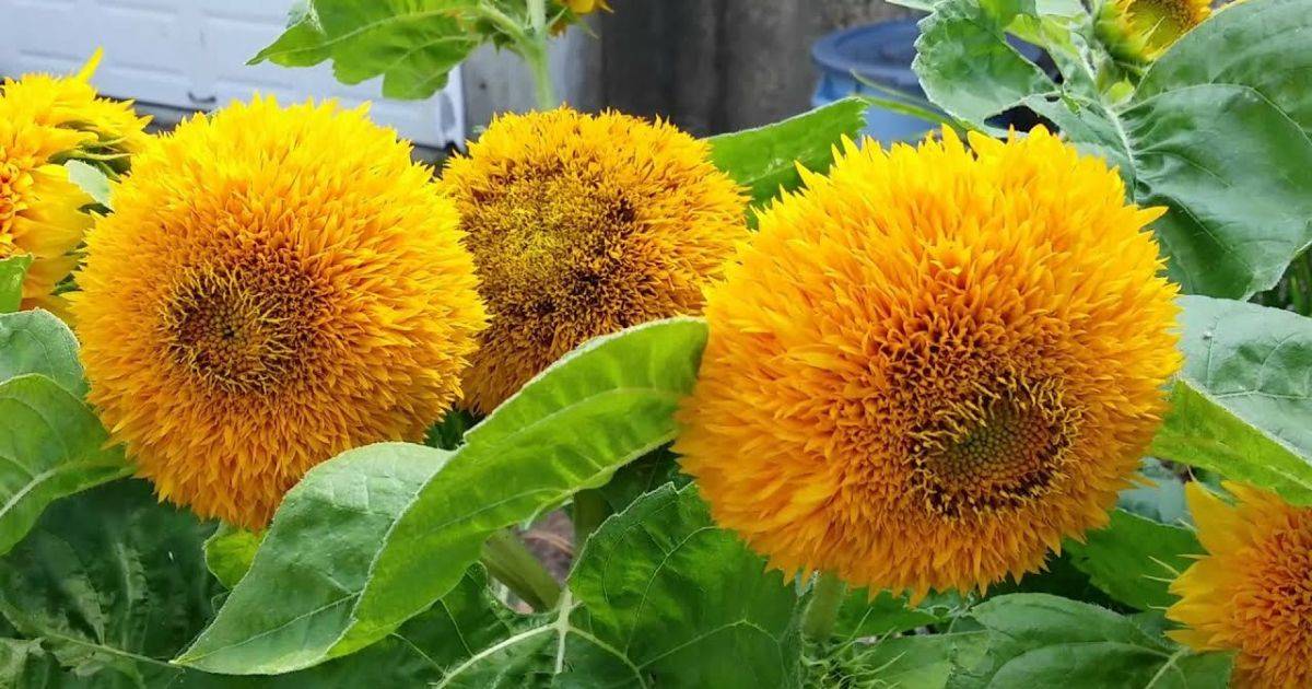 giant teddy bear sunflower colors