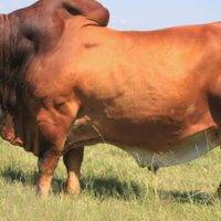 how much does a bull cost