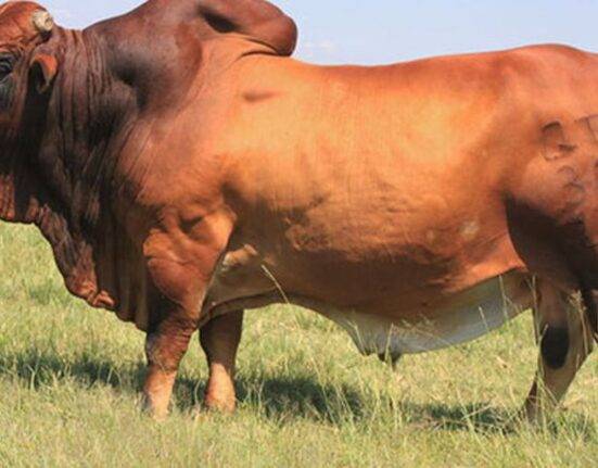 how much does a bull cost