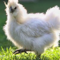 silkie chicken