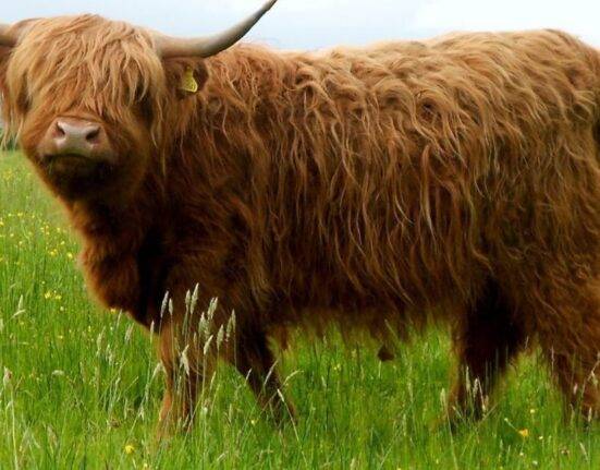 what are highland cows used for
