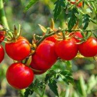 why is my tomato plant drooping