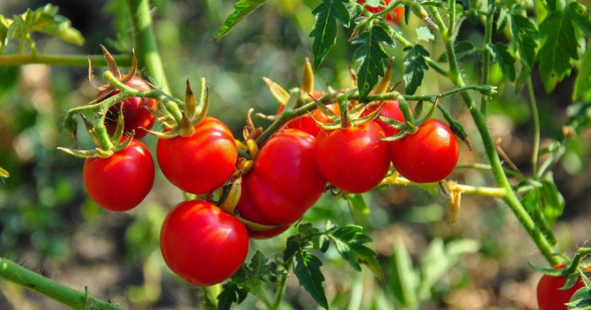 why is my tomato plant drooping