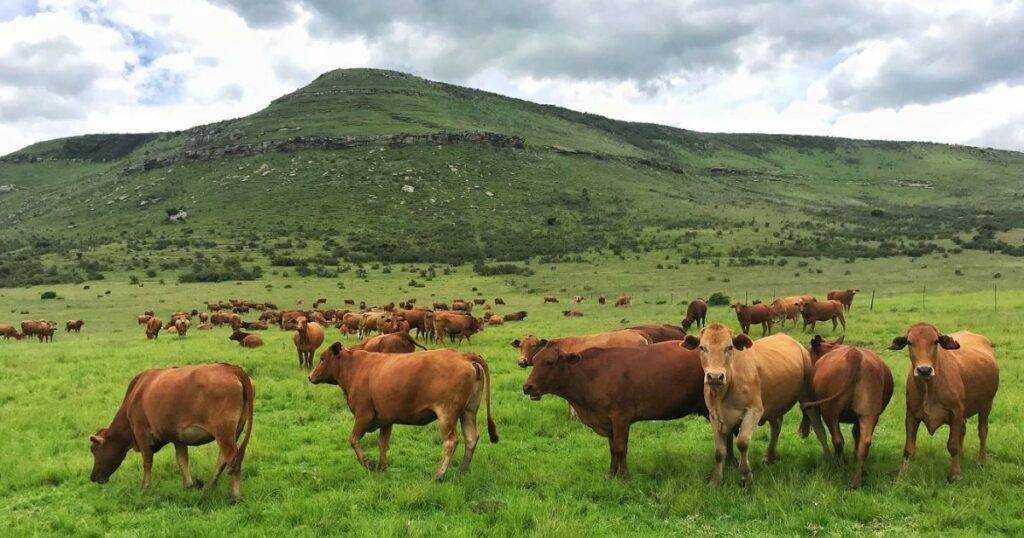 Environmental Benefits of Adaptive Grazing