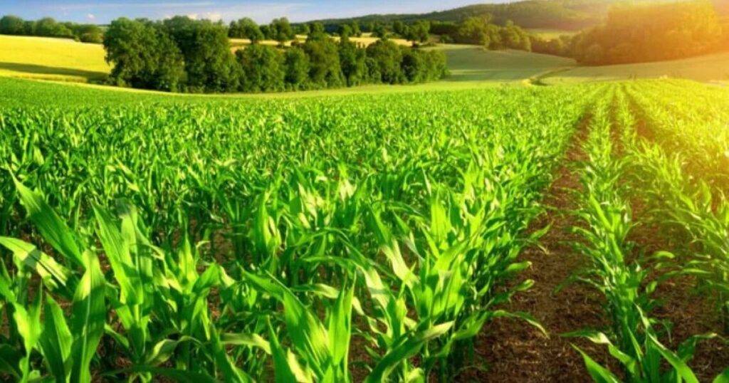 Environmental Benefits of Regenerative Agriculture