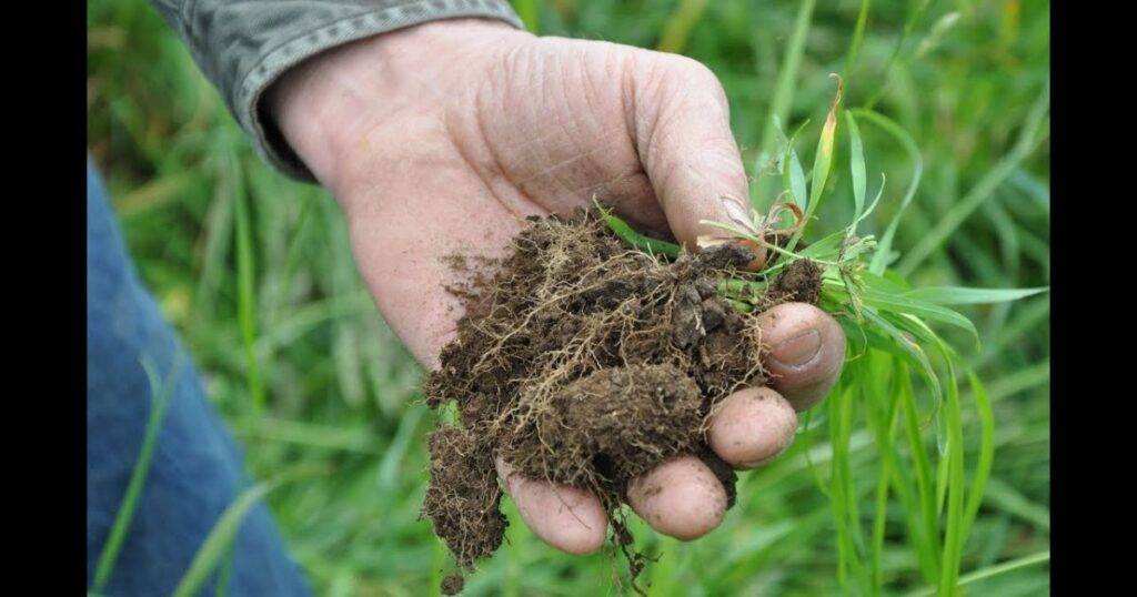 How Livestock Improves Soil Health