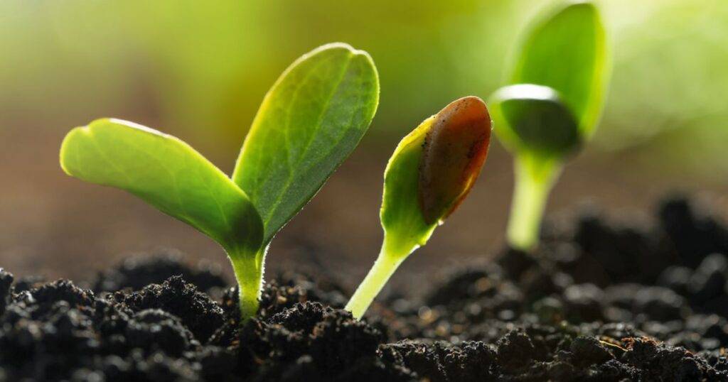 Importance of Soil Health in Farming