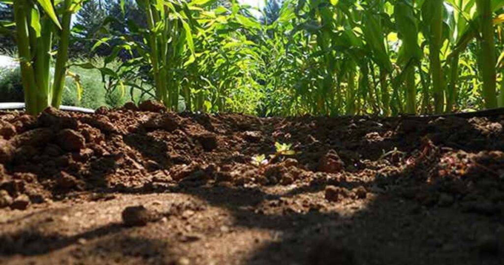 Improve Soil Structure and Organic Matter