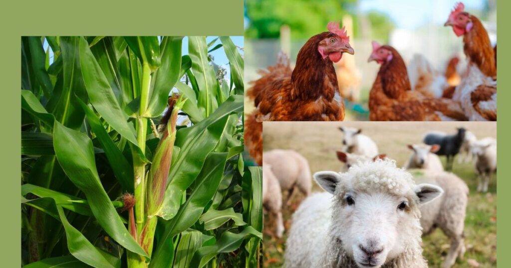 Integrating Livestock with Crop Farming