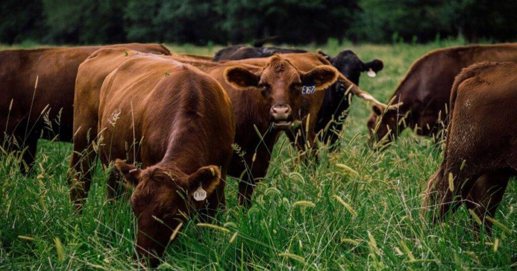 Key Principles of Adaptive Grazing