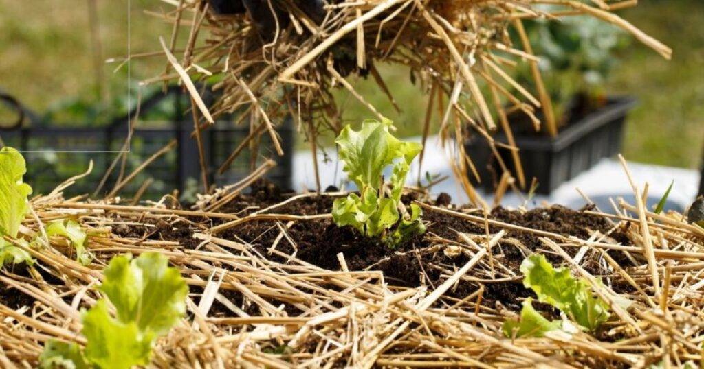 Practice Crop Rotation and Cover Cropping