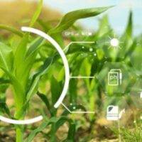 Protecting Crops with AI Smart AI Pest Control for Better Yields