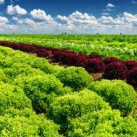 Regenerative Agriculture A Sustainable Future