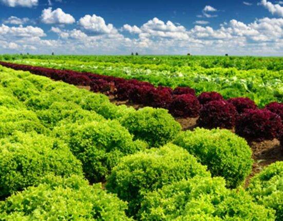 Regenerative Agriculture A Sustainable Future