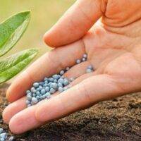 Sulfur for Crop Growth