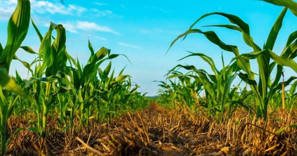 The Future of Regenerative Agriculture