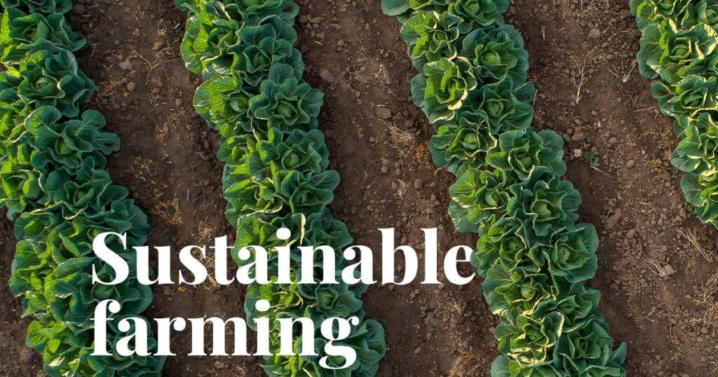 Conventional vs Sustainable Farming