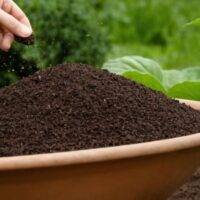 Organic Fertilizers for Okra