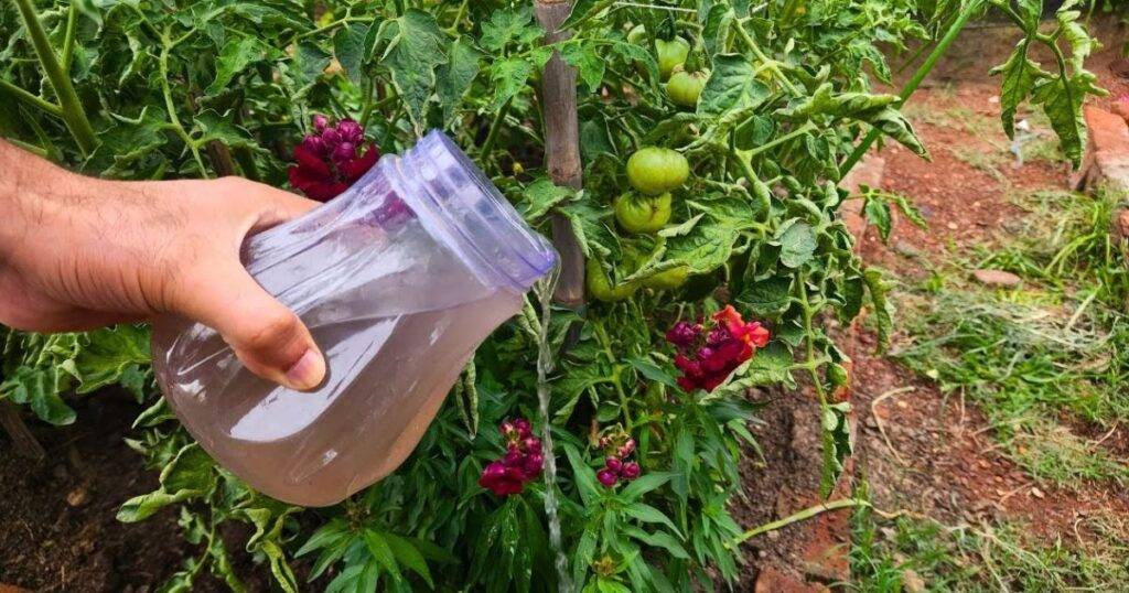 Organic Fertilizers for Okra