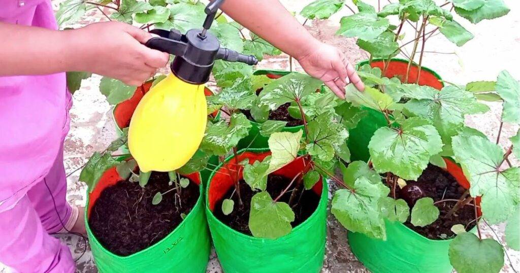 Organic Fertilizers for Okra