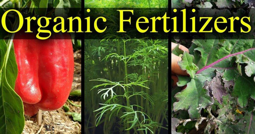 Organic Fertilizers for Okra