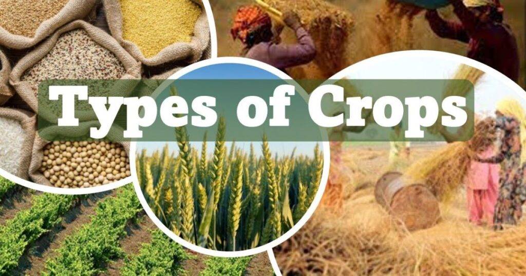 Can Biologicals Help You Get the Next Yield Bump